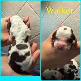 Walker - Liver white and tan male English Springer Spaniel puppy in Williston, Florida from Parks Paradise Springers