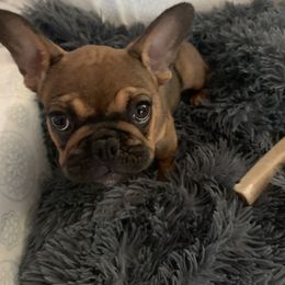 French Bulldog Puppies from The Chipper Frenchie
