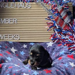 Ember (Glory) - Black and tan female Dachshund puppy in Indianapolis, Indiana from Englehaus Dachshunds