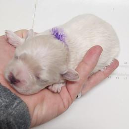 Purple - White female Maltipoo puppy in Louisiana from Mias Bayou Puppies, LLC