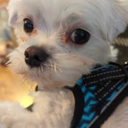 Morkies from Weiss's Puppies