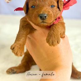 Haven - Red  female Goldendoodle puppy in Atlanta, Georgia from Teddy Puppies