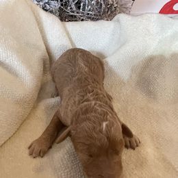 Marcie - Apricot female Goldendoodle puppy in Hackleburg, Alabama from The Doodle Patch