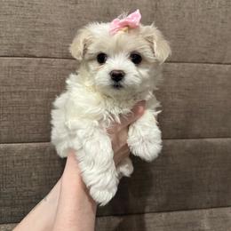 Sugar - White and tan female Maltese puppy in Amarillo, Texas from A Town Maltese