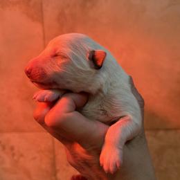 Boy 1 - White male Berger Blanc Suisse puppy in Bexar County, Texas from Scenic Creek German Shepherds and White Swiss Shepherds