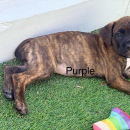 Purple Collar - Chestnut brindle female Cane Corso puppy in Homestead, Florida from Sabal Palm Cane Corso