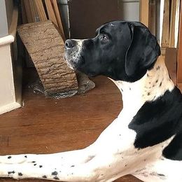 Bulldogs and Pointers from Dogma Pointers & Bulldogs