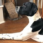Bulldogs and Pointers from Dogma Pointers & Bulldogs