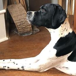 Bulldogs and Pointers from Dogma Pointers & Bulldogs