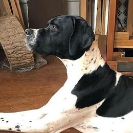 Bulldogs and Pointers from Dogma Pointers & Bulldogs