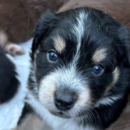 Emily - Australian Shepherd puppy from Honey and Fig Farm