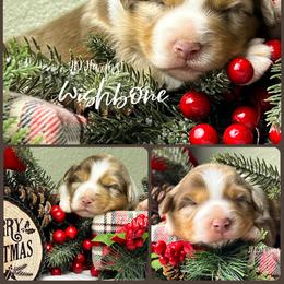 (5) Wishbone - Red merle female Miniature Australian Shepherd puppy in Huntington, Texas from JKKJ Farms