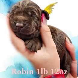 Robin - Chocolate female Dilute Retriever puppy in Sidney, Nebraska from Nebraska Strong Labradors
