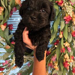 Girl 4 - Black and white female Shichon puppy in Seymour, Tennessee from Mel’s Teddy Bear Puppies