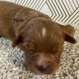 NIck - Red male Cavapoo puppy in Lebanon, Missouri from Cobbs Creek Canines