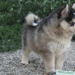Cavapoo and Pomsky Puppies from Hatz Off Puppies