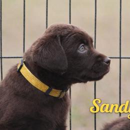 Sandy - Chocolate female Labrador Retriever puppy in Morriston, Florida from Penny Lane Labradors