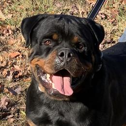 Vinson - Rottweiler