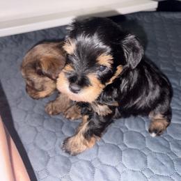 Black N Tan - Black female Miniature Schnauzer puppy in Hillsville, Virginia from Valley View schnauzers