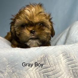 Boy 1 - Tricolor male Shih Tzu puppy in Zeigler, Illinois from Dandy Little  Shih Tzu, Shih Poo's and Toy Poodles