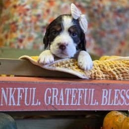 Merry - Liver white and tan female English Springer Spaniel puppy in Cookeville, Tennessee from Krossroads Kennel