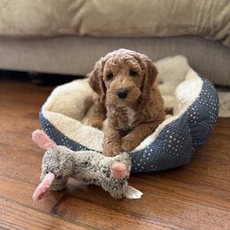 Goldendoodle Puppies from Mountain Grove Doodles