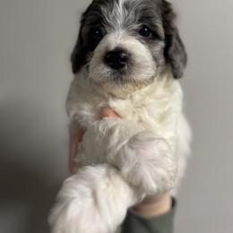 Mickey - Parti male Goldendoodle puppy in Etna, California from SRS Goldendoodles