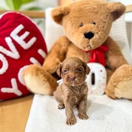 Amora - Caramel red female Australian Labradoodle puppy in Palmdale, California from Doodles_Ko
