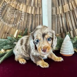 Chestnut - Dapple male Dachshund puppy in Sioux Rapids, Iowa from VOB Doxie