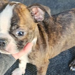Brindle Boy 2 - black foot - Boston Terrier puppy from Benhams Bostons