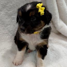 Yellow collar - Black tri-color female Aussiedoodle puppy in 32046, Florida from River Hill Ranch