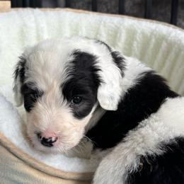 Rainey - Black and white female Sheepadoodle puppy in Joelton, Tennessee from PC Pampered Parti's