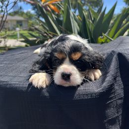 Cavalier King Charles Spaniel Puppies from Caveliers by Grace