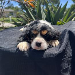 Cavalier King Charles Spaniel Puppies from Caveliers by Grace