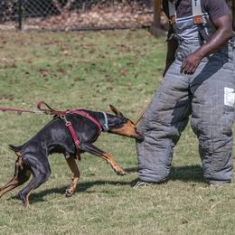 Beaucerons and Doberman Pinschers from Von Katzenstein Kennel