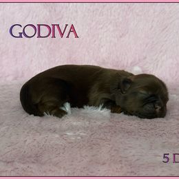 Godiva - Red female Shih Tzu puppy in Yelm, Washington from Lala's All Star Shih Tzu