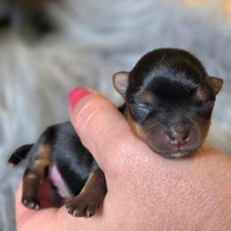 Lily - Black and tan female Yorkshire Terrier puppy in Battle Ground, Washington from Joyful Yorkies