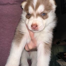 Siberian Husky Puppies from Feazell’s Siberian Huskies
