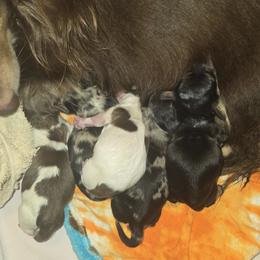 Dachshund puppies from Dachshunds