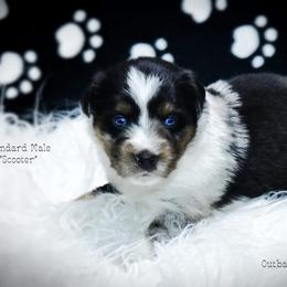 Scooter - Blue merle male Australian Shepherd puppy in Ranger, Texas from Outback Mini Aussies