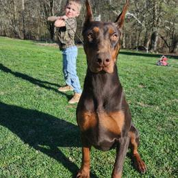 Syndur - Doberman Pinscher