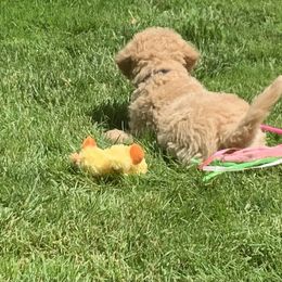 Double Doodle Puppies from Riverside Doodles in Seattle
