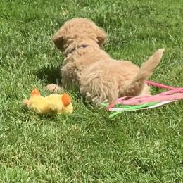 Double Doodle Puppies from Riverside Doodles in Seattle