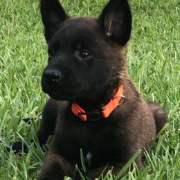 Belgian Malinois Puppies from Tactimal K9 Kennels