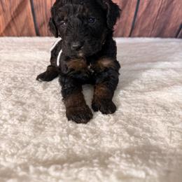 Liberty - Phantom female Goldendoodle puppy in Luana, Iowa from Country View Bernedoodles and Goldendoodles