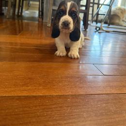 Holly - Black white and brown female Basset Hound puppy in Leroy, Michigan from Iron Sentry Farms