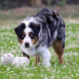 Ladybug - Australian Shepherd
