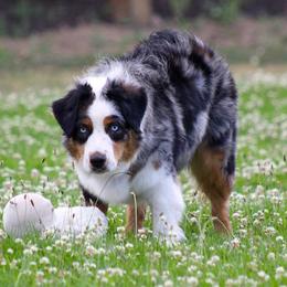 Ladybug - Australian Shepherd
