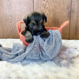 Miniature Schnauzer Puppies from Schnauzers on Robinson Lane
