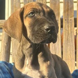 Cashmere - Fawn male Great Dane puppy in Wellsville, New York from Prophecy Danes
